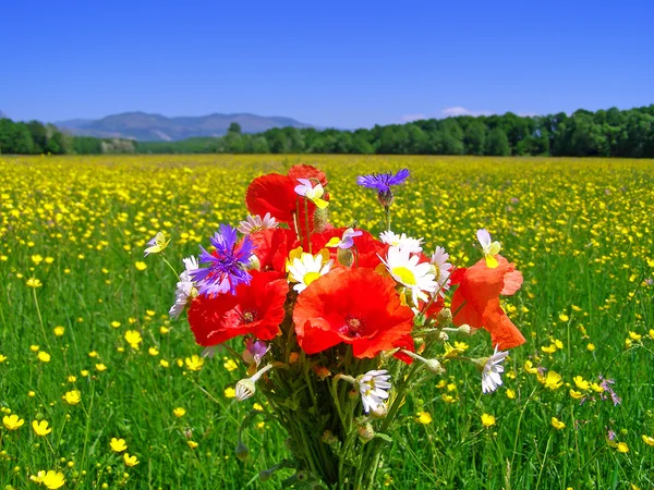 Ljus färgstark bukett av trädgård och vilda naturliga blommor — Stockfoto