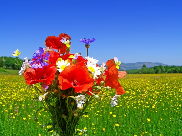 Buquê colorido brilhante de jardim e flores naturais selvagens — Fotografia de Stock