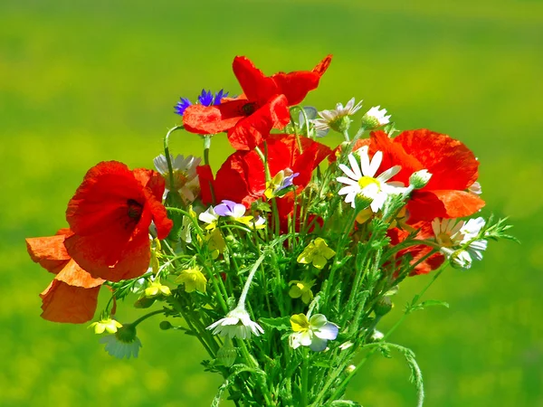 Ljus färgstark bukett av trädgård och vilda naturliga blommor — Stockfoto