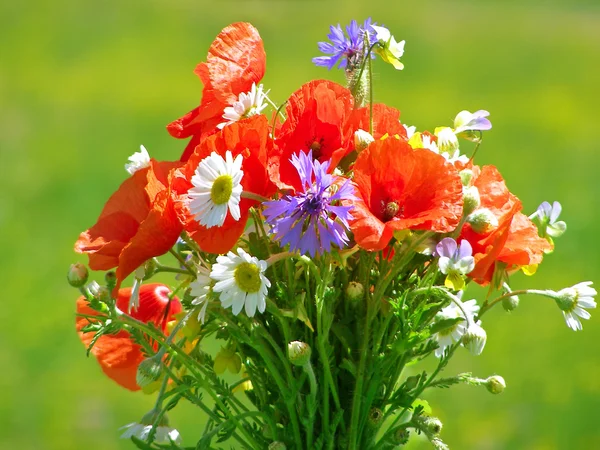 Helder kleurrijk boeket van tuin en wilde natuurlijke bloemen — Stockfoto