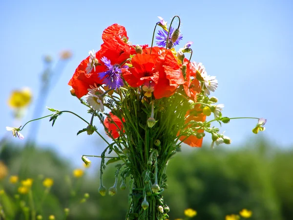 Helder kleurrijk boeket van tuin en wilde natuurlijke bloemen — Stockfoto