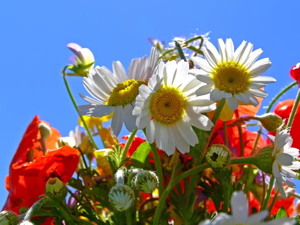 Bouquet coloré lumineux de fleurs naturelles sauvages et de jardin — Photo