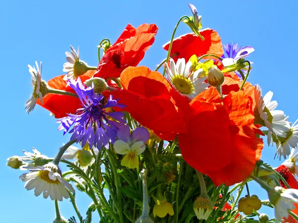 Ljus färgstark bukett av trädgård och vilda naturliga blommor — Stockfoto