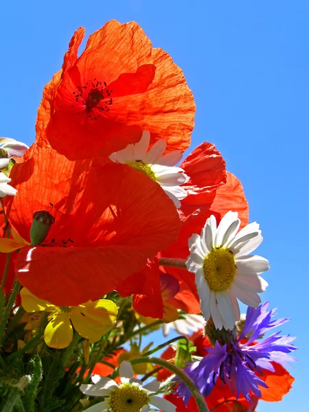 Luminoso bouquet colorato di giardino e fiori naturali selvatici — Foto Stock