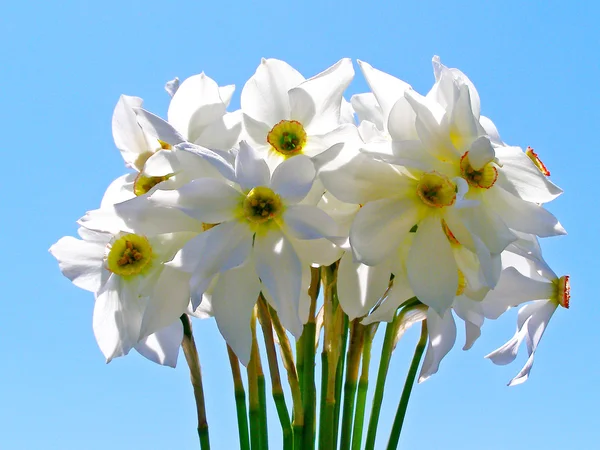 Helder kleurrijk boeket van tuin en wilde natuurlijke bloemen — Stockfoto