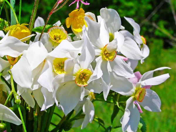 Ljus färgstark bukett av trädgård och vilda naturliga blommor — Stockfoto