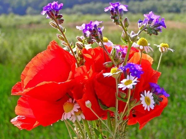 Buquê colorido brilhante de jardim e flores naturais selvagens — Fotografia de Stock