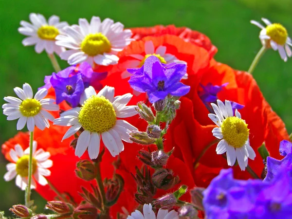 Buquê colorido brilhante de jardim e flores naturais selvagens — Fotografia de Stock