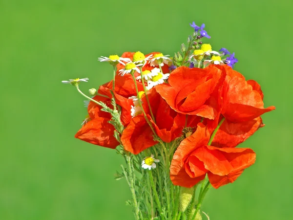Parlak renkli bahçe buketi ve vahşi doğal çiçekler. — Stok fotoğraf