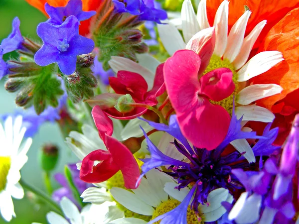 Jasné barevné kytice zahrady a divoké přírodní květiny — Stock fotografie