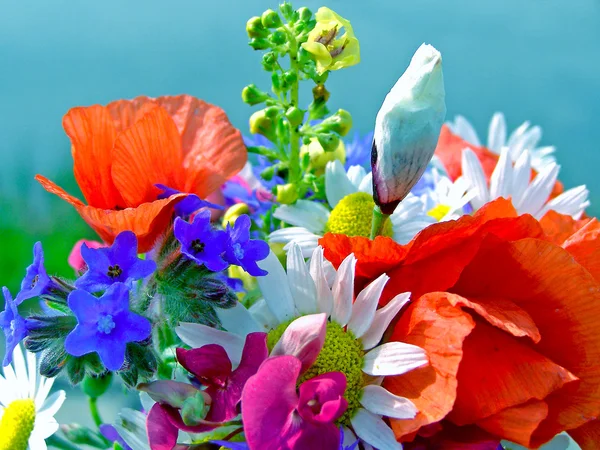 Buquê colorido brilhante de jardim e flores naturais selvagens — Fotografia de Stock