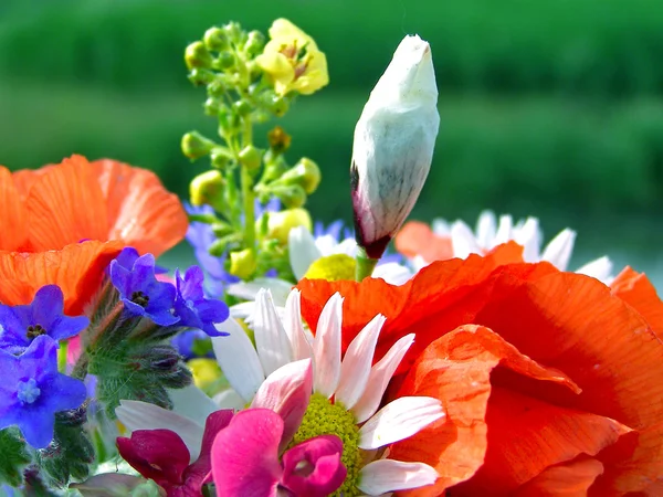 Ljus färgstark bukett av trädgård och vilda naturliga blommor — Stockfoto