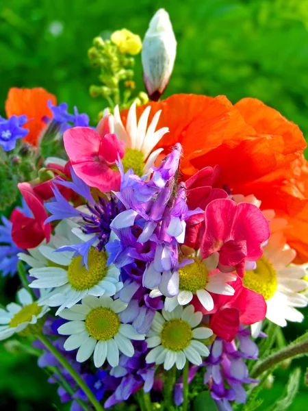 Buquê colorido brilhante de jardim e flores naturais selvagens — Fotografia de Stock