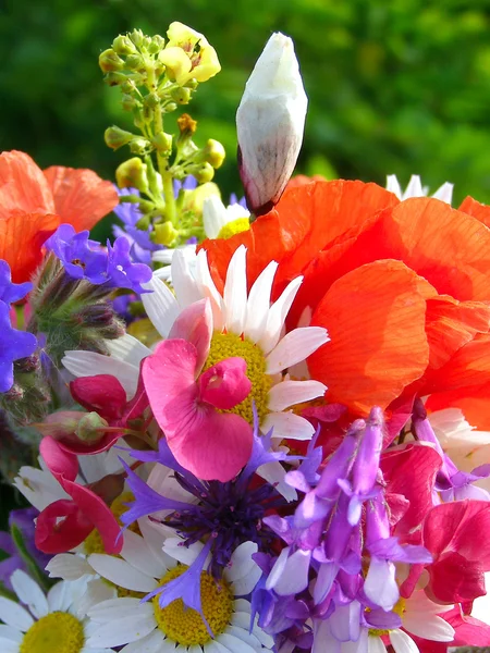 Buquê colorido brilhante de jardim e flores naturais selvagens — Fotografia de Stock