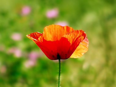 Kırmızı gelincikler yeşil alanda