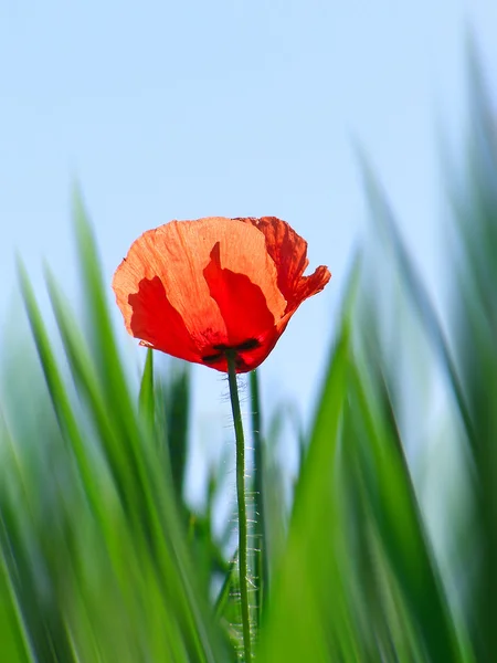 Fiore di papavero rosso — Foto Stock