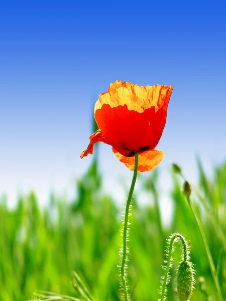 Flor de papoula vermelha — Fotografia de Stock