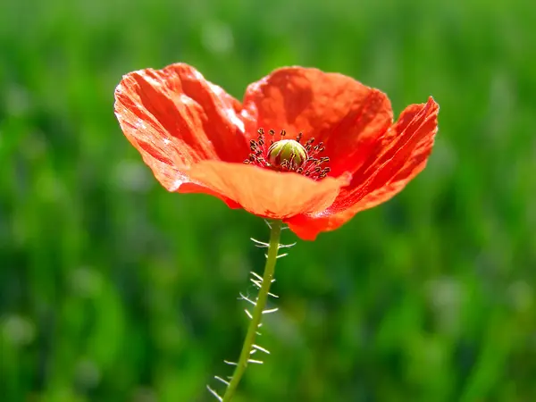 Rote Mohnblumen auf der grünen Wiese — Stockfoto