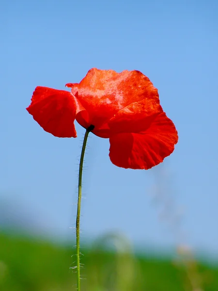 Flor de papoula vermelha — Fotografia de Stock