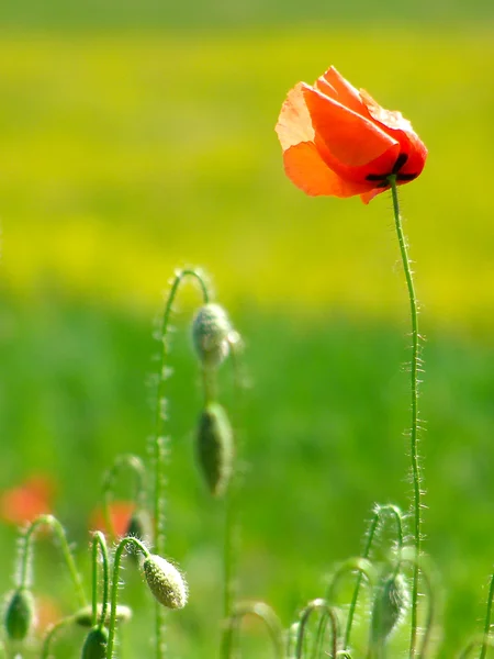 Red poppies on green field — Stock Photo, Image