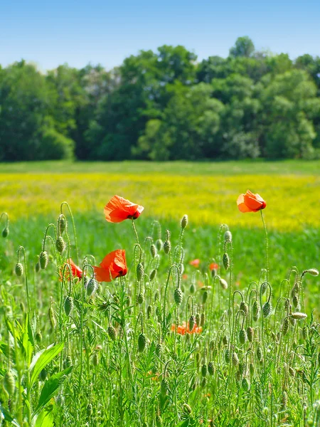 Amapolas rojas en el campo verde — Foto de Stock