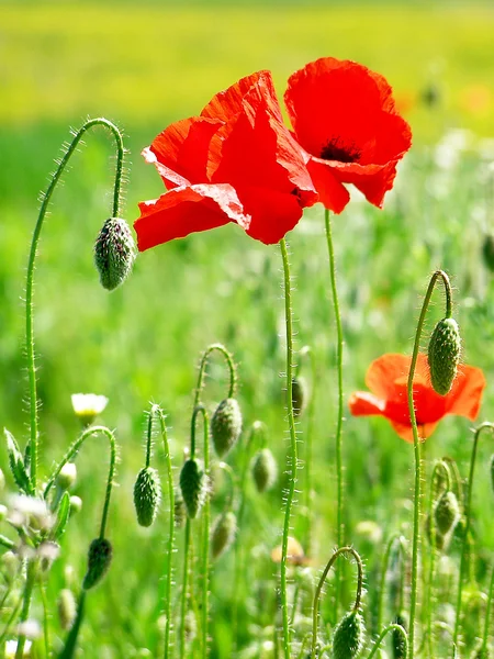 Red poppies on green field — Stock Photo, Image