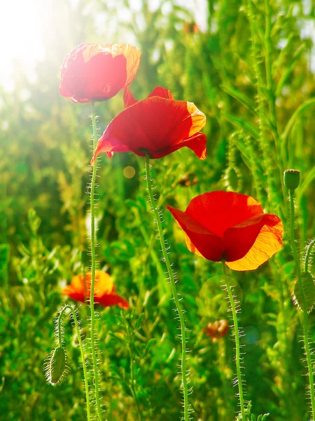 绿地上的红罂粟 — 图库照片