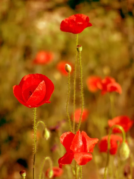 Rote Mohnblumen im Gras — Stockfoto