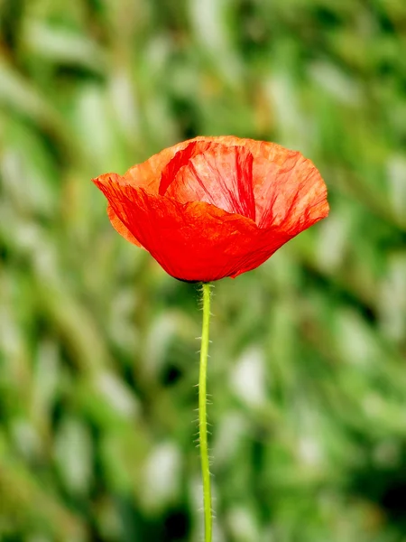 Rote Mohnblumen auf der grünen Wiese — Stockfoto