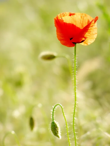 Bunga poppy merah di lapangan hijau — Stok Foto