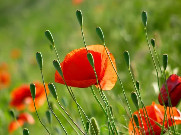 Rode papaver op groen veld — Stockfoto