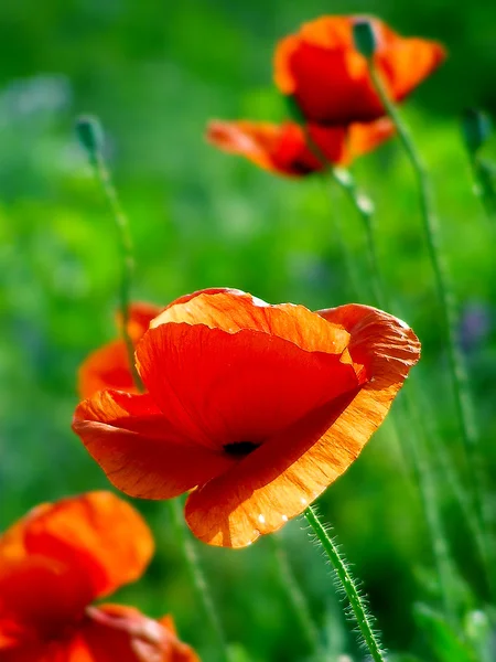 Rote Mohnblumen auf der grünen Wiese — Stockfoto