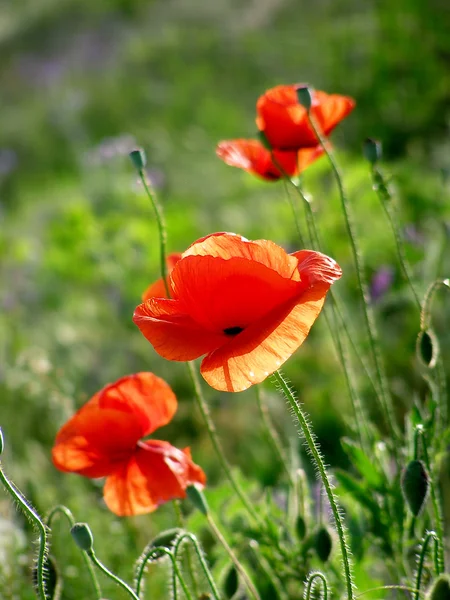 Rode papaver op groen veld — Stockfoto