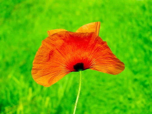 Red poppies on green field — Stock Photo, Image