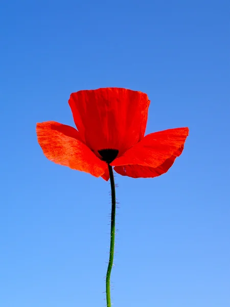 Jediný červený květ máku — Stock fotografie