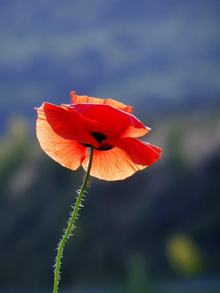 Red poppies on blue background — Stock Photo, Image