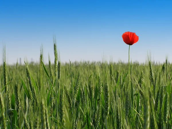 Red poppy flower isolated on clear blue sky — Stock Photo, Image