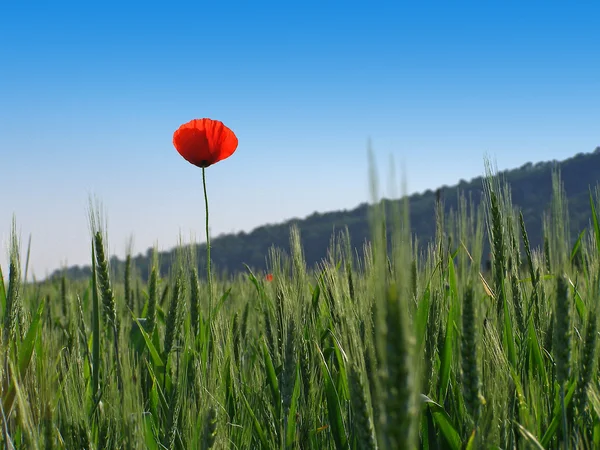 Red poppy flower isolated on clear blue sky — Stock Photo, Image