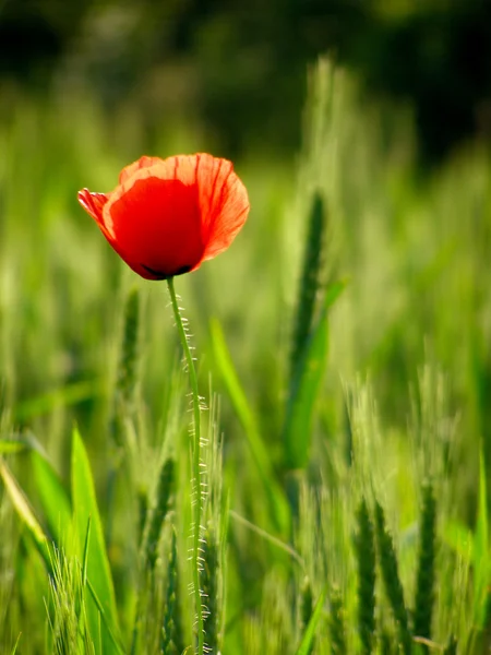 Red poppies on green field — Stock Photo, Image