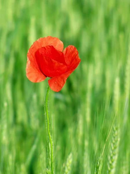 Rote Mohnblumen auf der grünen Wiese — Stockfoto