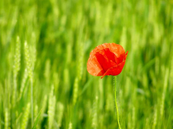 Rode papaver op groen veld — Stockfoto