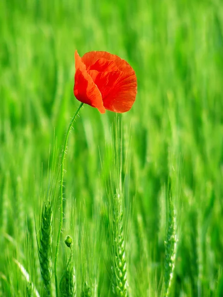 Bunga poppy merah di lapangan hijau — Stok Foto