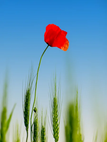 Flor de papoula vermelha isolada no céu azul claro — Fotografia de Stock