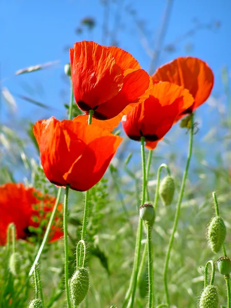 红色罂粟花在清澈的蓝天上孤立 — 图库照片