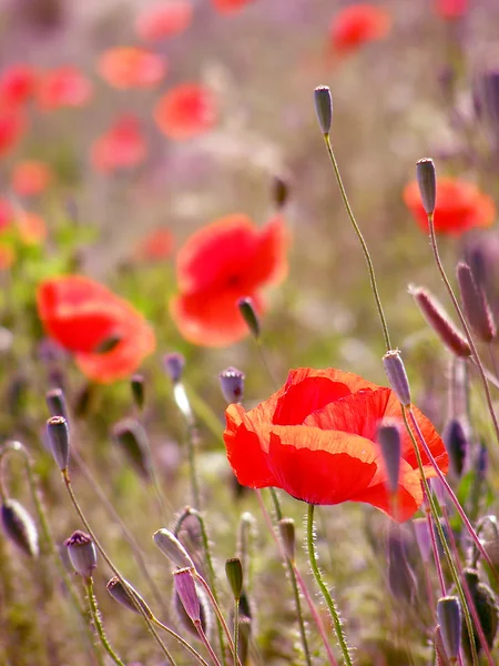 Red poppies in the grass — Stock Photo, Image
