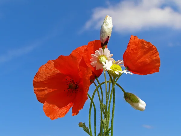 Červená Makový květ izolovaných na jasně modré obloze — Stock fotografie