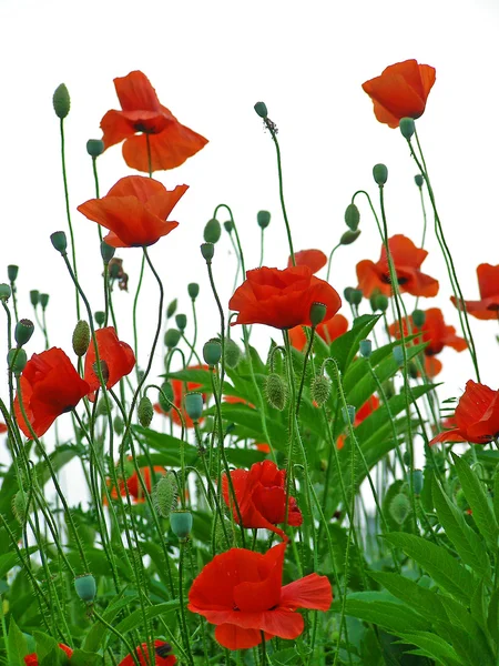 Roter Mohn isoliert auf weißem Grund — Stockfoto