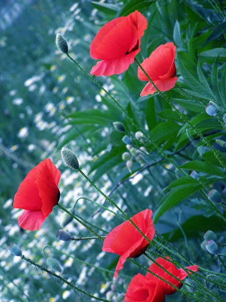 Rote Mohnblumen auf blauem Hintergrund — Stockfoto