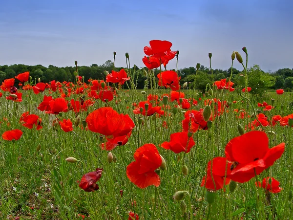 Rode papaver op groen veld — Stockfoto