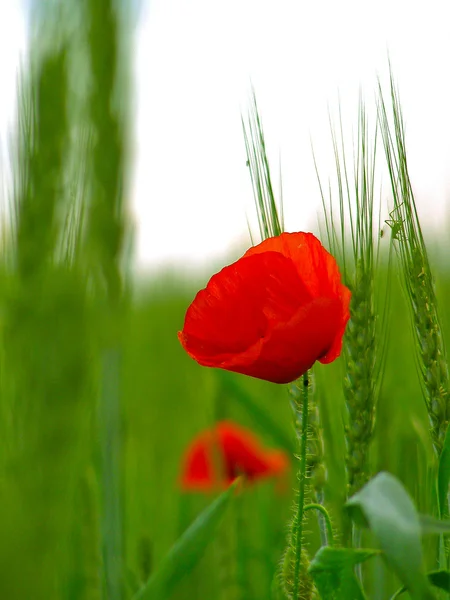 Red poppies on green field — Stock Photo, Image